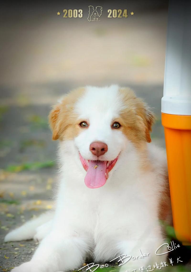 边牧冠军犬的优秀品质与训练技巧（探索边牧冠军犬的成功之道，带给您更多关于这一品种的了解和启示）