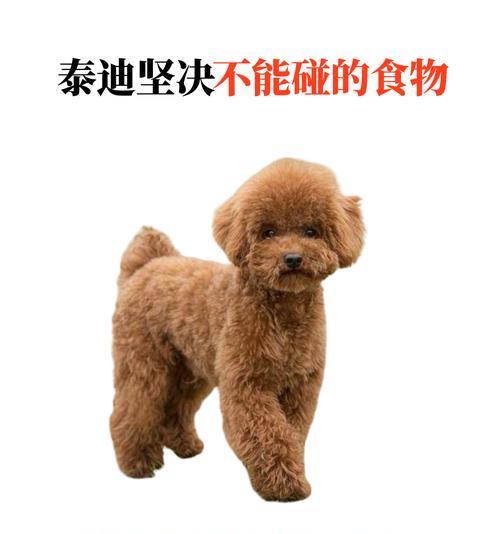三个月的泰迪可食用食物指南（泰迪犬三个月可食用食物的详细列表和注意事项）