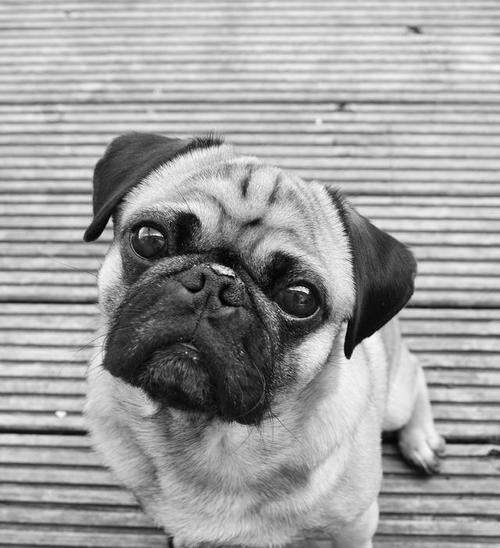 饲养巴哥犬的注意事项（了解巴哥犬的性格及养护要点）