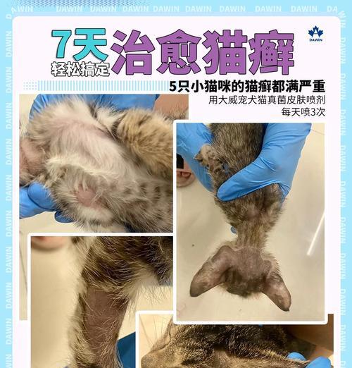 兔癣和猫癣的相似之处与差异（探究兔癣和猫癣的特点和治疗方法）
