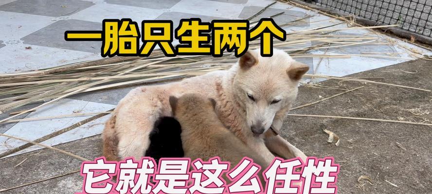 小狗生后多久开始吃奶？（探寻小狗断奶的最佳时间和方法）