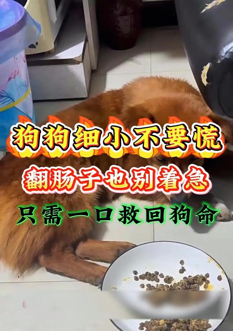 细小犬食欲恢复时间及饮食注意事项（探索细小犬病愈后饮食的关键时间点及注意事项）