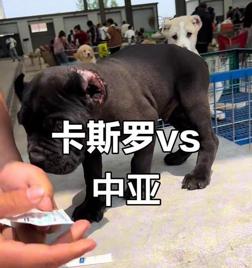 如何选择适合自己的大型犬伴侣（一起来了解大型犬的特点和适合的品种吧！）