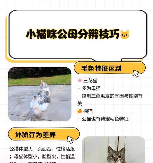 用两个cm就能分清小猫公母！（通过观察尾巴长度来准确分辨小猫的性别）