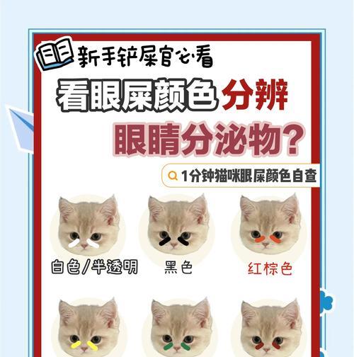 猫咪眼睛的颜色变化之谜（探索猫咪眼睛颜色变化的原因和时间）