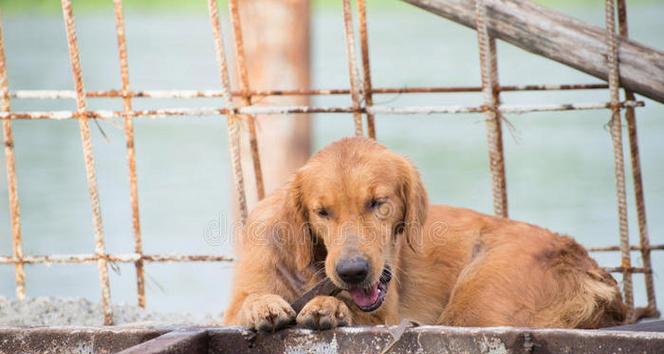 金毛猎犬停止啃咬的技巧（阻止金毛犬咀嚼的有效方法）