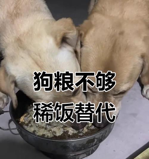 狗狗的饥饿耐受力（探索狗狗的饥饿极限及其影响）