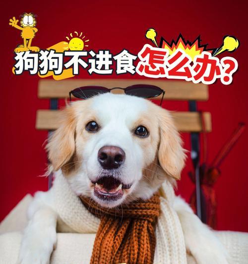 狗手术后的饮食恢复时间（了解狗手术后进食的最佳时机和注意事项）