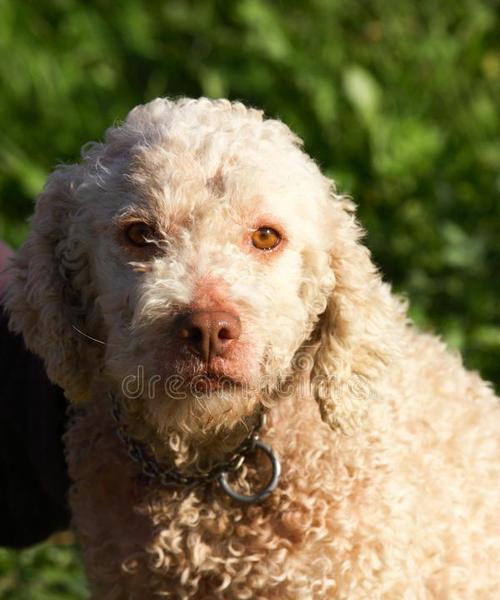 犬类比赛的魅力与挑战（探索犬类比赛的不同主题与竞技项目）
