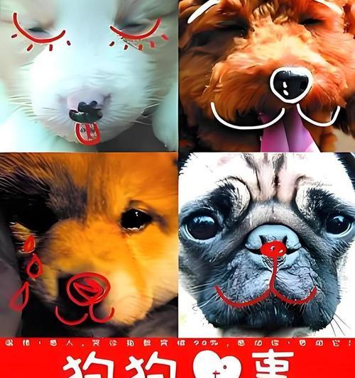 感动人心的狗狗电影（重温人与狗狗之间不朽的情感纽带，感动万千观众）