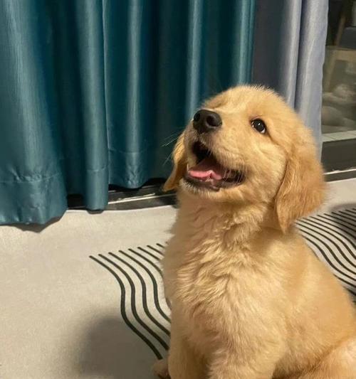 金毛幼犬的饮食需求及适宜食物（了解金毛幼犬的不同阶段饮食需求，为它们提供健康饮食）