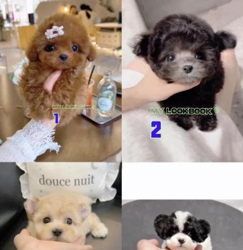 贵宾犬的标准体重有多少斤？（揭秘贵宾犬体重的理想范围及其重要性）