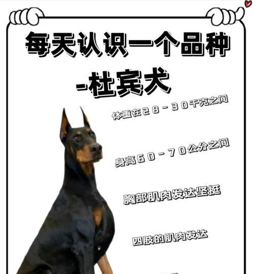 探索多样化的杜宾犬品种（了解杜宾犬的不同类型和特征）