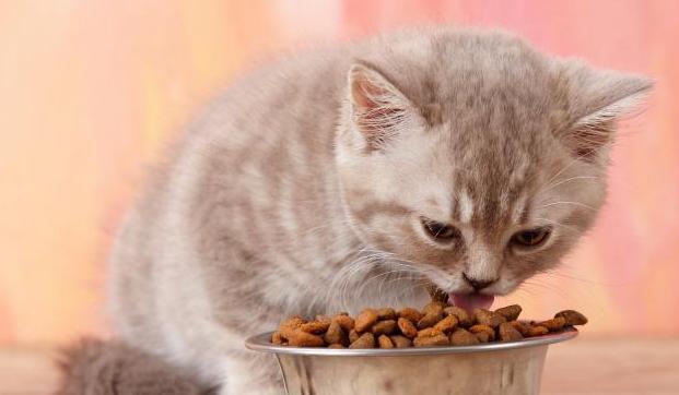 猫咪的最爱食物，让它疯狂！（揭秘猫咪最爱的6种食物，让你的宠物欢喜不已！）