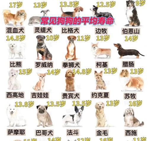 狗狗交配方式及怀孕周期（了解狗狗的交配方式和怀孕周期，关注你的宠物健康）