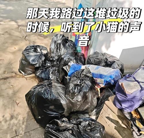 猫咪能多久不吃饭？（探究猫咪饮食习惯以及不吃饭的影响与解决方法）