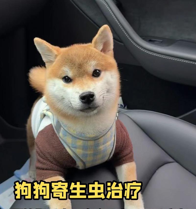 狗的消化时间究竟有多久？（从食物进入到排泄完全，狗的消化过程全解析！）