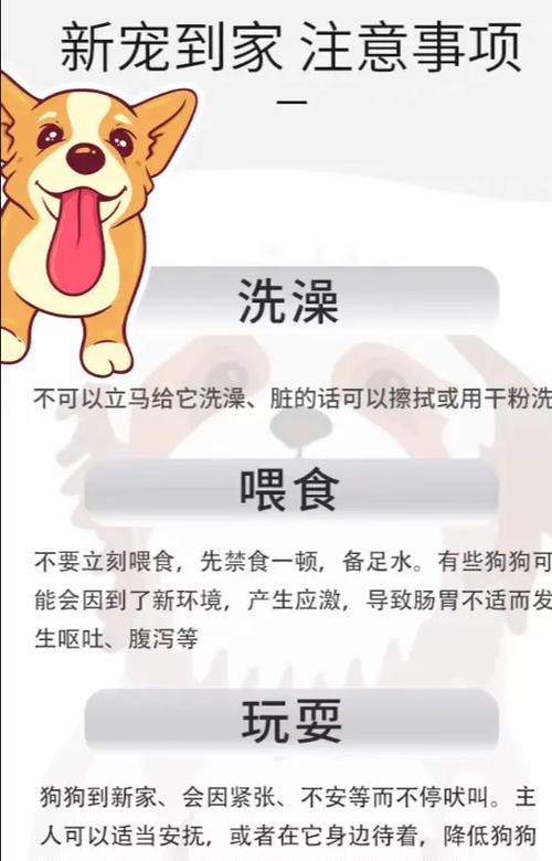 如何照顾贵宾犬（关爱细节，打造健康快乐的贵宾犬生活）