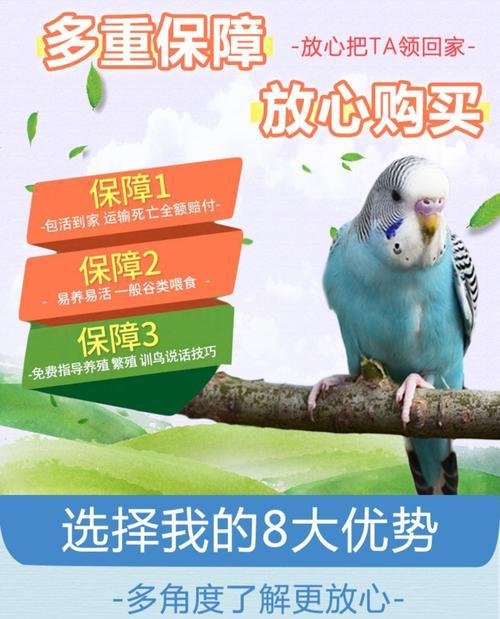 探究以虎皮鹦鹉放养的寿命之谜（生命长河中的短暂美丽，虎皮鹦鹉的悦生时光）