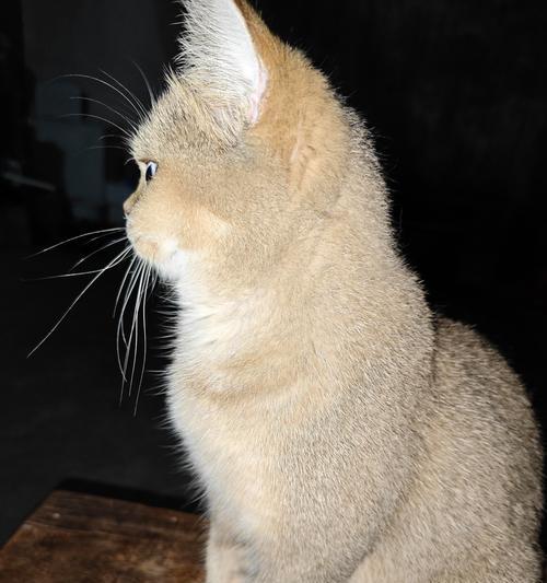 小猫断奶时间及注意事项（小猫断奶时间及如何做好断奶准备）