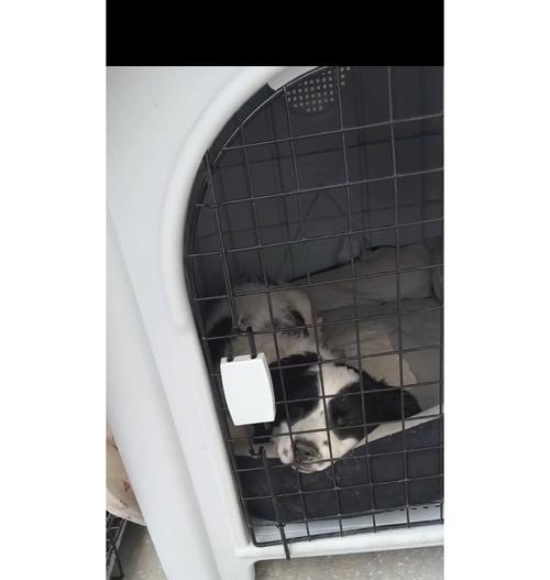 狗瘟过后多久可以养狗的最佳时机（宠物狗康复期与适宜养犬时间的科学解读）