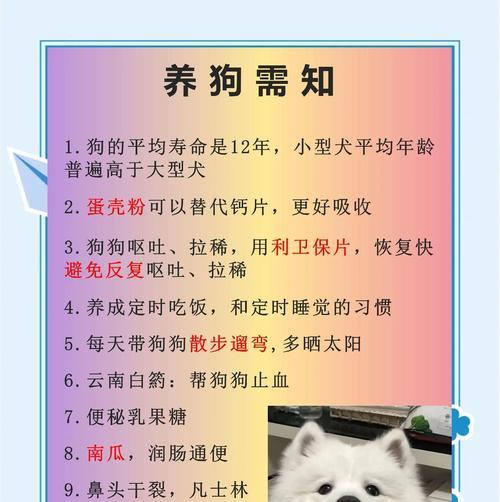狗狗生产前后的护理（家长应注意的事项）