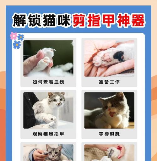 猫咪指甲修剪的最佳频率（为了宠物的健康和安全，定期修剪猫咪的指甲是至关重要的）