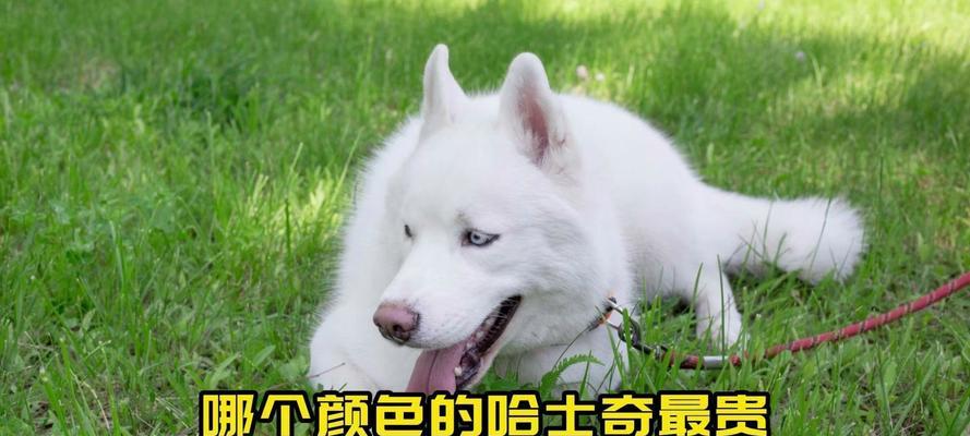 哈士奇的丰富多彩的毛色（探索哈士奇的多样性外貌）