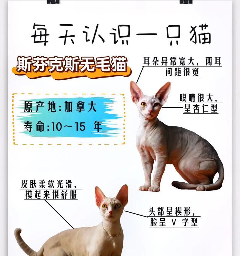 猫咪为何一年四季都在掉毛？（探究猫咪掉毛的原因及如何应对）