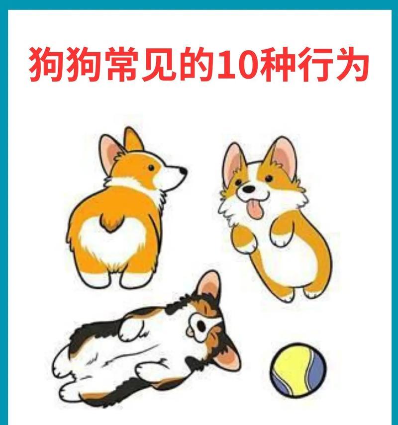 揭秘狗狗的耳朵（你家狗属于哪一种？）
