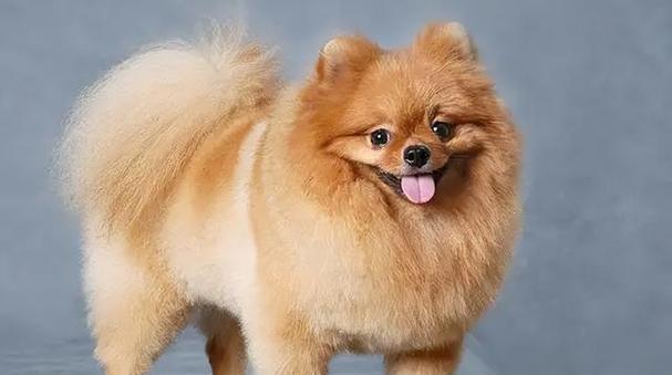 博美犬的寿命及相关知识（了解博美犬的预期寿命，以及如何延长它们的寿命）
