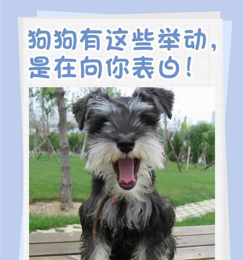 老龄狗怀孕多久出小狗（了解老龄狗的繁殖周期和注意事项）
