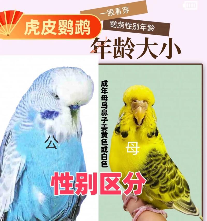 如何分辨虎皮鹦鹉的公母？（鹦鹉性别辨识技巧及注意事项）