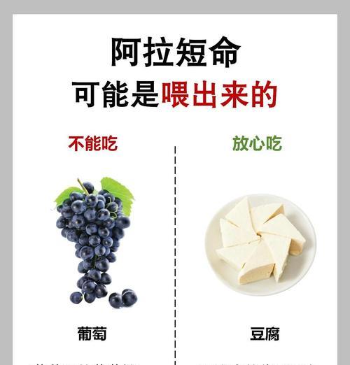 喂食成年阿拉斯加的注意事项（保持均衡饮食，关注营养需求）