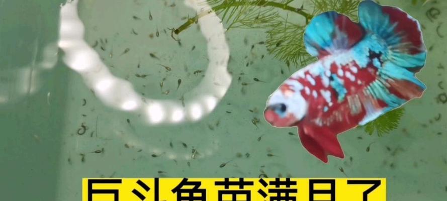 以泰国斗鱼多久繁殖（揭秘斗鱼繁殖周期和繁殖技巧）