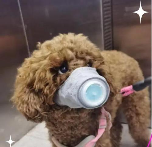 掌握训练泰迪犬黄金时期，打造乖巧可爱的宠物伴侣（了解泰迪犬黄金时期，与你的犬友共同成长）