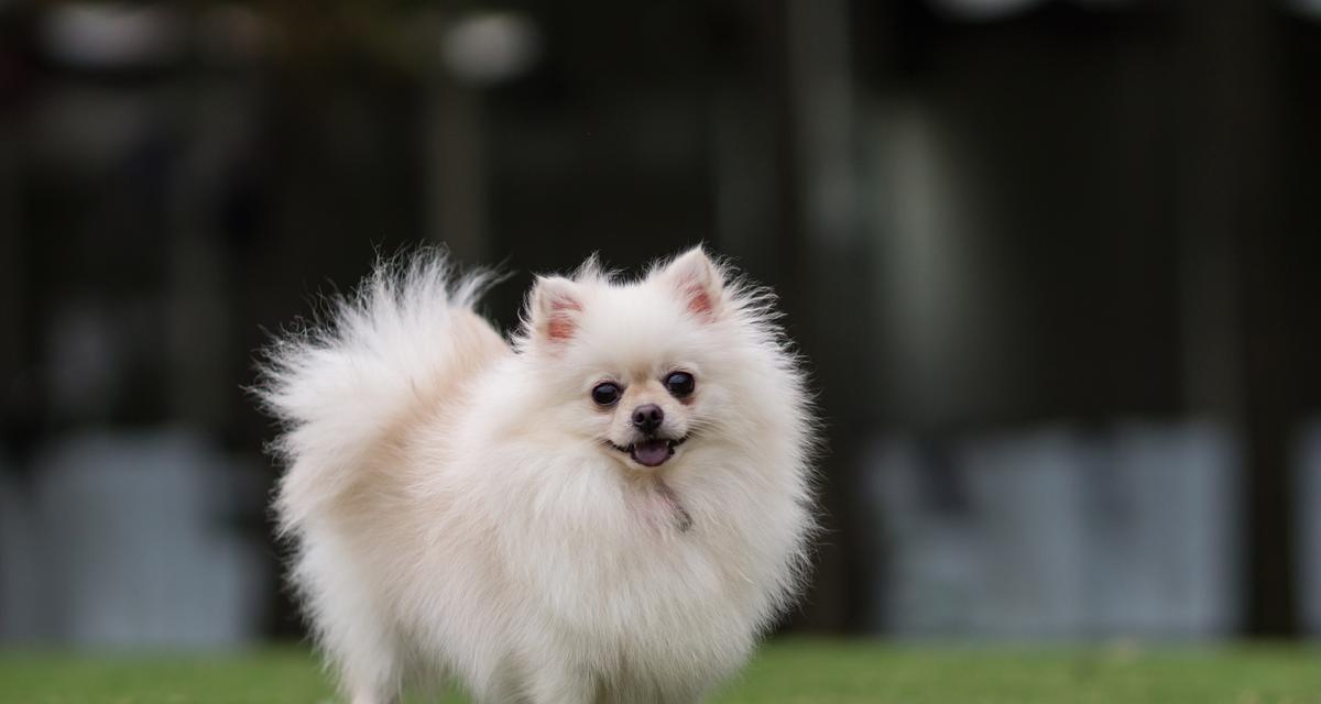 解读博美犬价格之谜（揭秘博美犬价格差异的原因，了解博美犬市场行情）