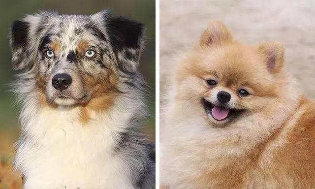 以惊艳！这些混血犬真是萌翻人了（猜猜我是混哪的？——揭秘混血犬的神秘身世）