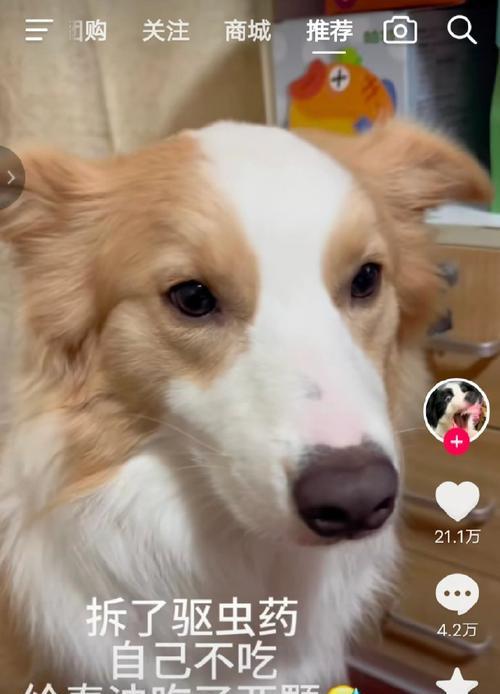边境牧羊犬的驱虫周期及注意事项（了解边境牧羊犬驱虫频率，宠物健康无忧）