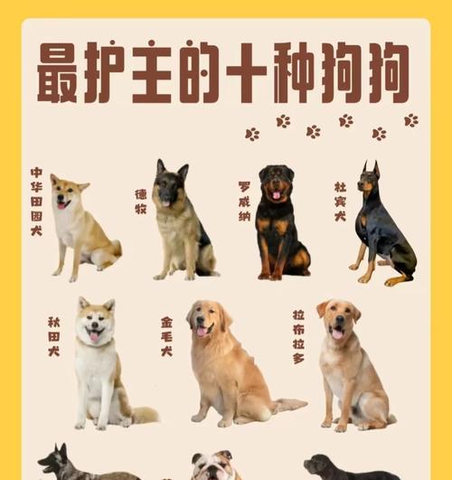 了解各种狗狗品种的网站推荐（探索世界各地最受欢迎的狗狗品种和特点）