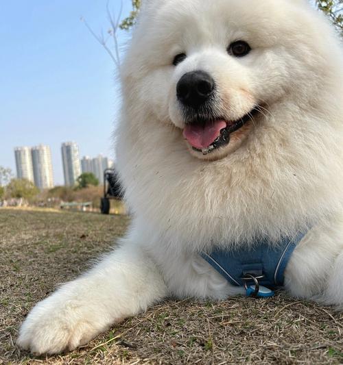 狗狗的生命有这6阶段（探索狗狗一生的不同阶段，了解它们的特点与需求）