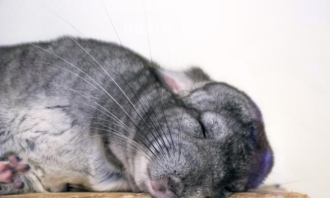 龙猫的怀孕周期及注意事项（龙猫怀孕周期、繁殖特点和饲养注意事项）