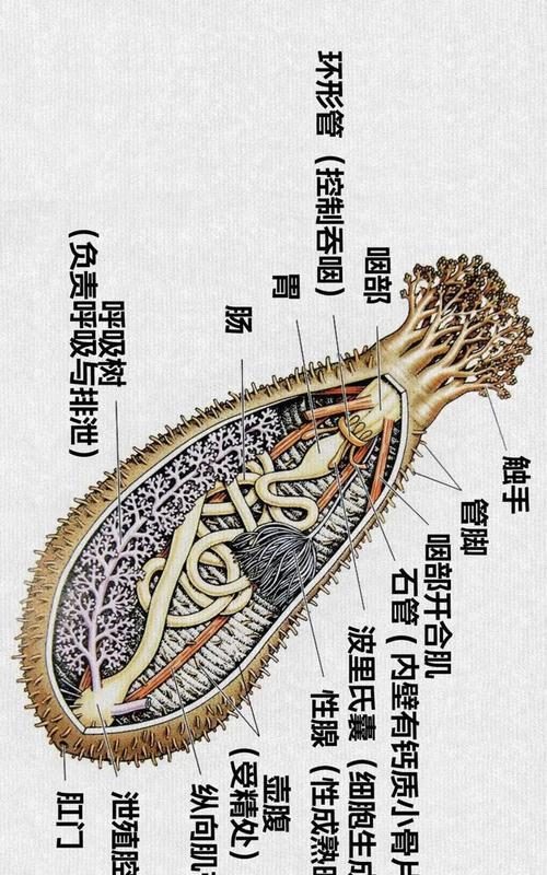 海参与刺之间的区别及繁衍方式（了解海参的特点以及繁衍机制）