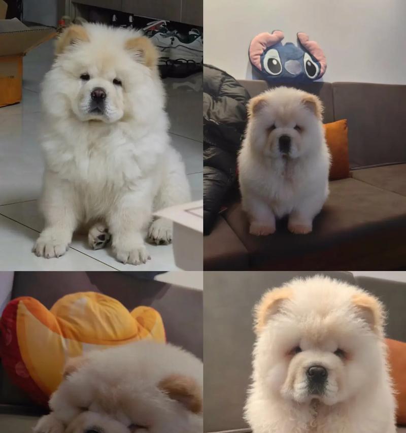 揭秘松狮犬的性格与饮食需求（了解松狮犬的性格特点及科学喂养方法）