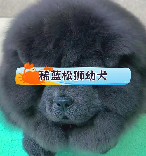 松狮犬的怀孕期与分娩过程（揭秘松狮犬生产周期及产仔的注意事项）