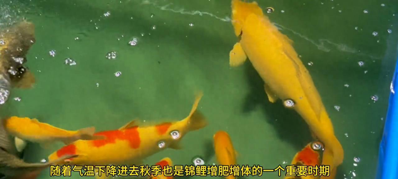 秋季养锦鲤一定要注意这三点：三定法喂食更健康！