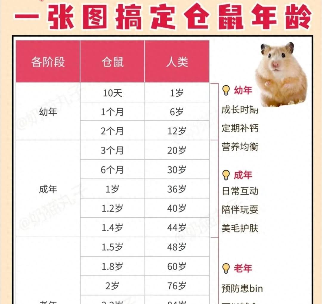 如何通过准确计算仓鼠的年龄？仓鼠年龄背后隐藏的秘密
