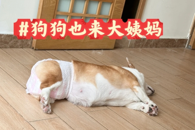 狗狗真的有“月经”吗？母犬发情时什么样？