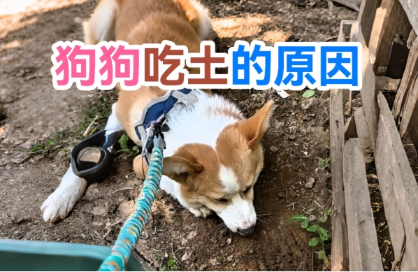 狗狗为什么要吃土？你真的了解是什么原因吗？