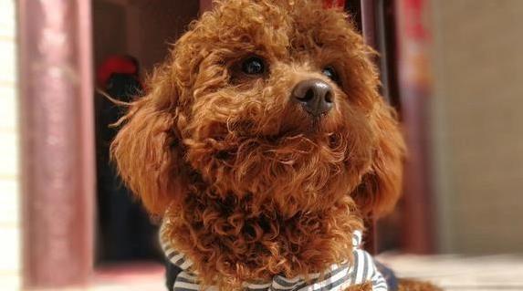 狗狗拉肚子和呕吐是怎么回事？怎样能让它们快点好起来！